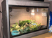 Super conda hognose + vivarium