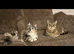Ragdoll Cross Kittens – Ready for Their Forever Home