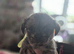 Shih tzu cross chihuahua