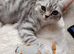 Gorgeous kittens looking sweet home