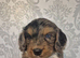 Merle cockapoo puppies