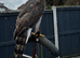 Goshawk 2024 female