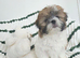 Shih tzu girl