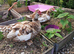 Bonded, proven fertile pair of chocolate Muscovies.