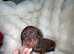 Five mini Dachshund looking for there best home