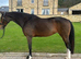 Darcy superb youngster with amazing qualities.