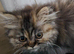 Stunning Chinchilla Persian (Torbie kitten)