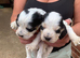 Show cocker spaniels