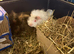 Two adorable baby girls for sale