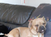 Ill health forses rehoming