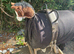 Vaulting training barrel
