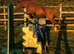 Chunky 14.1 Welsh Filly