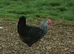 Hybrid sussex