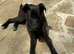 Socks a quiet, loving and wonderful boy perfect family pup