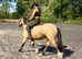 13.2 Dun Cob Gelding 3 1/2yrs old just backed