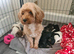 Cockerpoo puppies