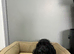 Maggie 2 black cockapoo girls ready for a home