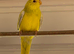 Elegant grass parakeets