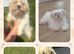 Male Maltese stunning Korean maltese