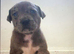 Staff cross shar pei pupps