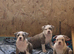 Pocket American Bully Puppies