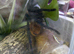 GBB FOR SALE