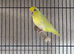 Beautiful female Lutino Parrotlet