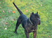 My beautiful dog for sale