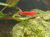 Red cherry shrimp