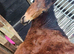 8 months registered new forest filly
