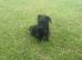 Cockapoo schnauzer mix puppy