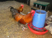 Cockerel for sale