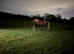 Section a mare with colt foal at foot