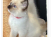 6 gorgeous Ragdoll kittens ready to leave now 2 boys and 4 girls