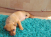 Male puppy