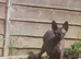 Sphinx Canadian