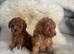 Genuine kc toy poodle