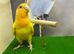 Lutino peach faced love bird