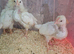 Leghorn Chicks for Sale &ndash; Bridgwater