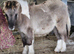 Grullo (Black) Dun and White Miniature shetland colt