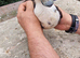 Ducks Drakes for sale