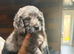 Beautiful cockapoo pups