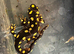 Lake urmia newts