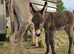 Brown colt foal