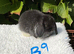 Pure bred mini lops .