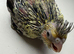 Rare Pearl super tame cockatiel