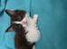 Adorable Ragdoll Mix kittens