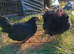 Frizzle bantam pair