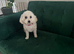 Gorgeous Poochon