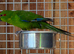 Kakariki parrot
